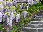 Wisteria sinensis