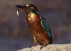 Alcedo atthis