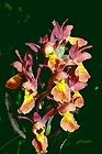 Dactylorhiza sambucina 