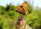 Argynnis Paphia