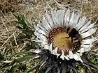 Carlina acaulis