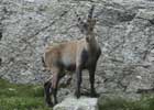 Alpine Ibex