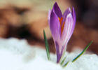 Crocus