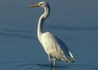 Egretta alba