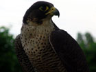 Peregrine