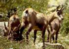 Family Chamois