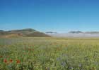 Flowers in Castelluccio