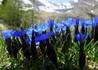 Gentiana Verna