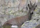 Young Alpine Ibex