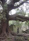 The Giant Oak of Carrinu