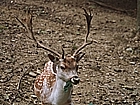 Fallow deer