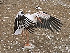 Landing stork