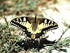 Papilio Machaon