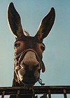 Donkey in Castelluccio di Norcia