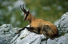 Chamois