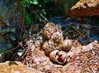 Chicks of Herring Gull