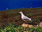 Herring gull