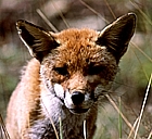 Fuchs