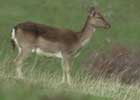 Fallow Deer