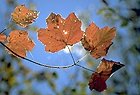 Foglie d'autunno