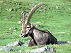 Wild goat resting