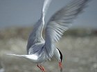 Sterna in volo - Valli di Comacchio