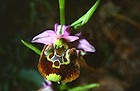 Ophrys fuciflora