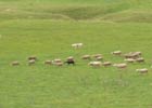 Flock at "serre"