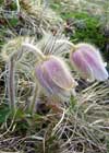 Pulsatilla Vernalis