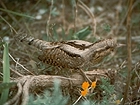 Wryneck