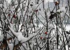 Rosary covered with snow outside Cascina Vallere in Moncalieri, 27th January 2006