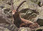 Ibex