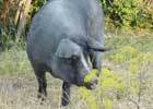 Black Pig