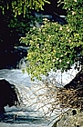 Dog rose on the stream Brandét