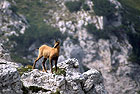 Chamois des Abruzzes