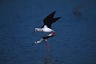 Mating of the Black-winged Stilt