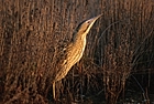 Bittern