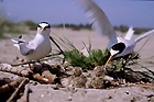 Little terns