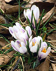 Crocus