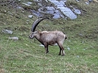 Steinbock in Valsavarenche