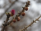 Blumen und Zapfen 