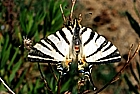 Iphiclides podalirius