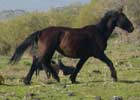 Sanfratellano Horses