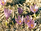 Small Crocus