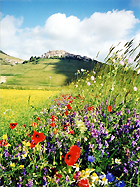 Castelluccio