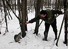 The Park Keeper Orazio plays with a nutria in Riserva della Confluenza della Dora Baltea