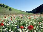 Flowers in a meadow near Capanna Ghezzi