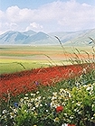 Castelluccio