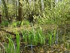 Nature Sanctuary of Punte Alberete