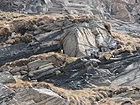 Muso di camoscio (Rupicapra rupicapra) accucciato fra le rocce